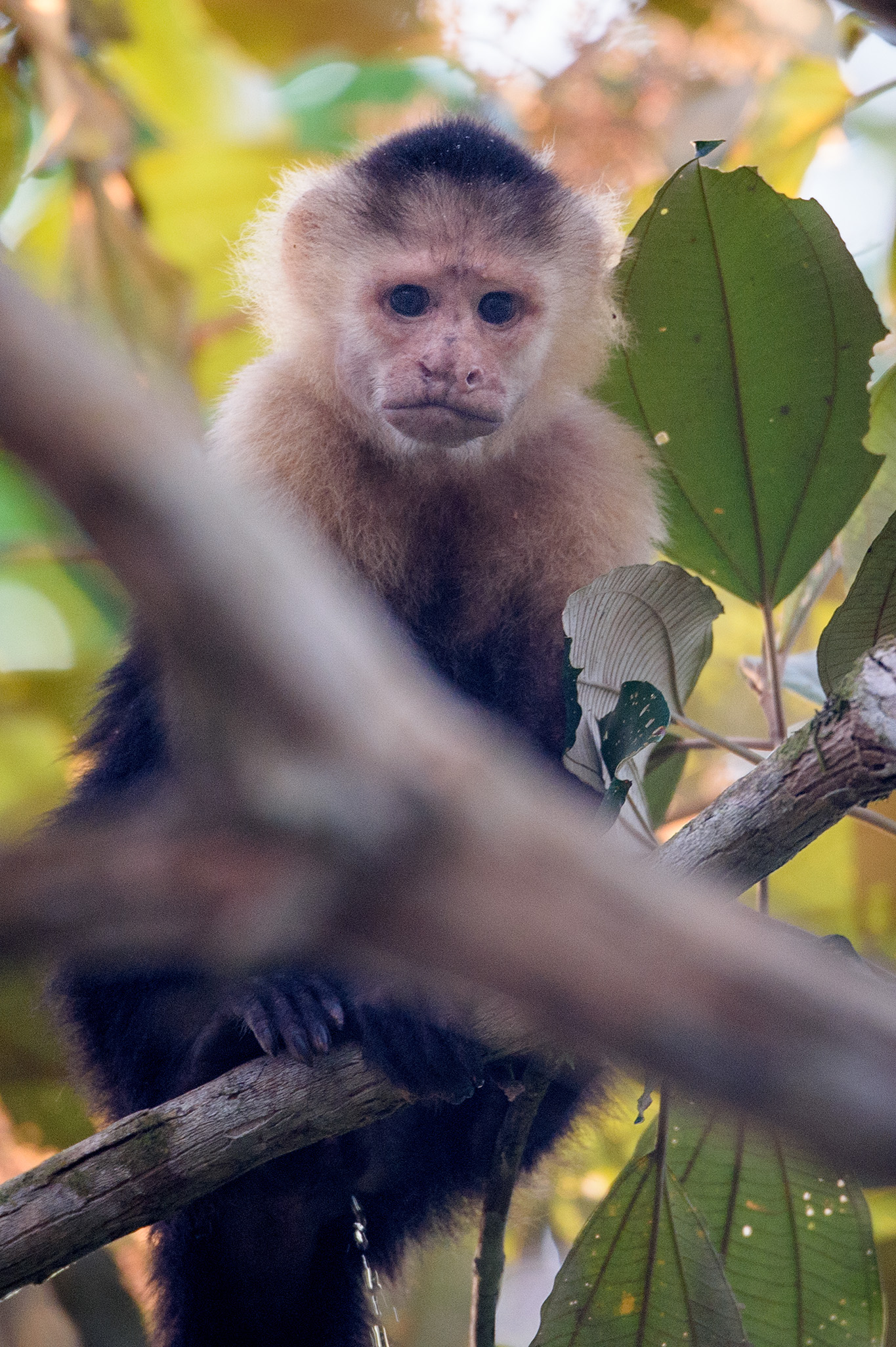 20160218 - Costa Rica (Mangrove Tour) - 031.jpg