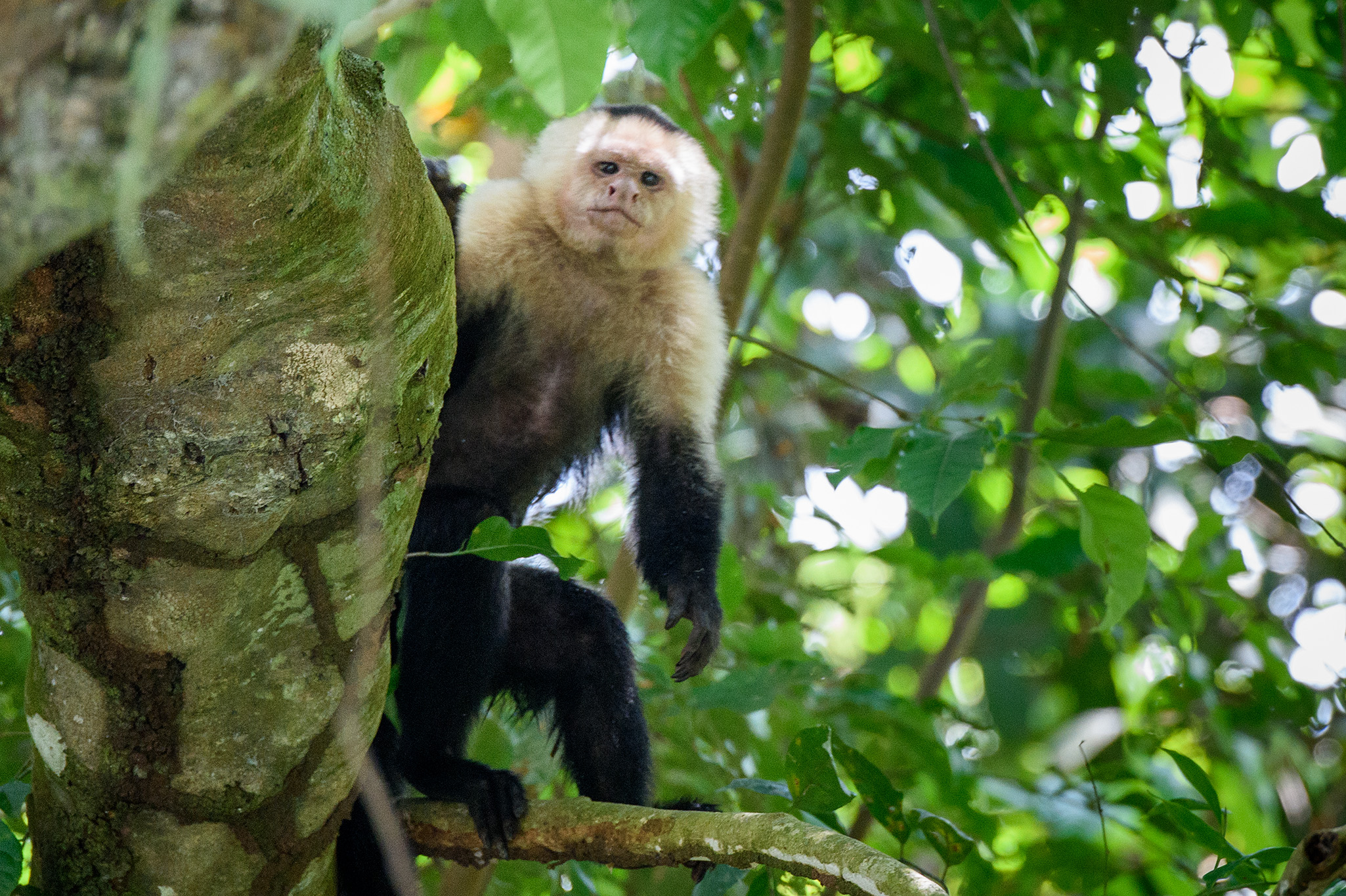 20160218 - Costa Rica (Mangrove Tour) - 620.jpg
