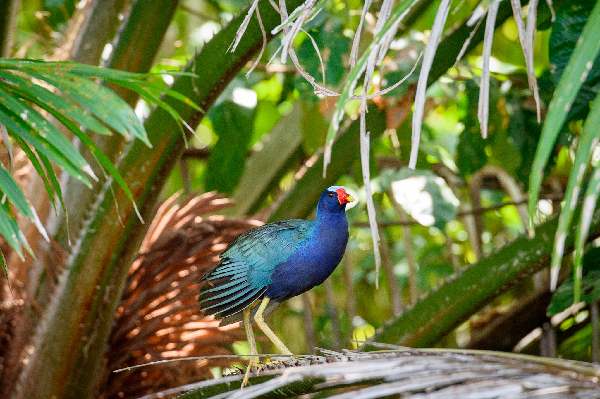 20160218 - Costa Rica (Mangrove Tour) - 710.jpg