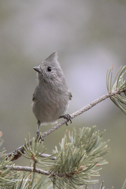 Juniper Titmouse