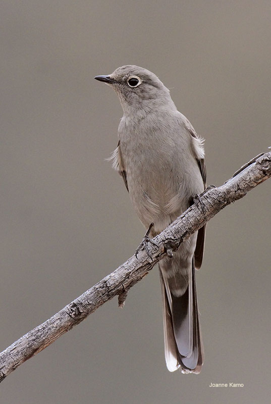 Townsends Solitaire