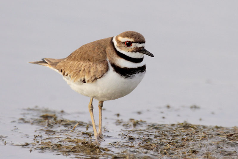 Kildeer