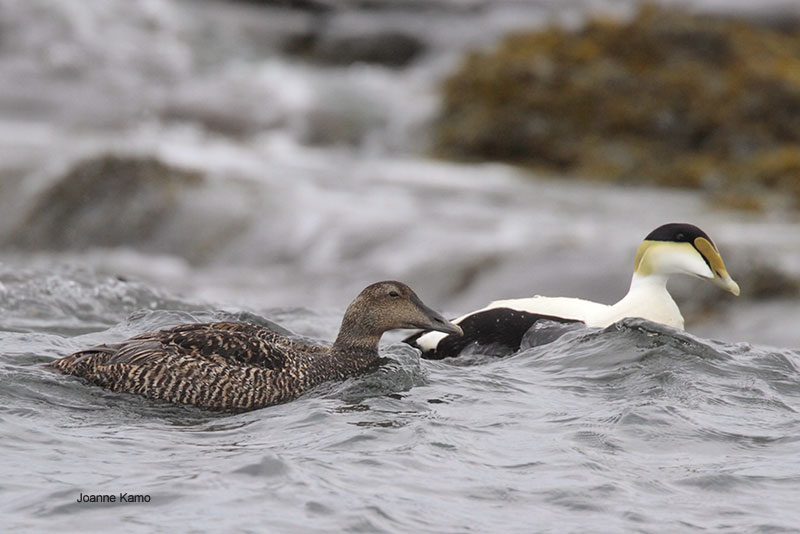 Common Eider