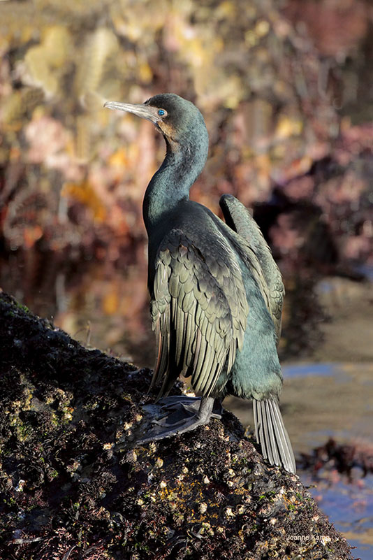 Pelagic Cormorant