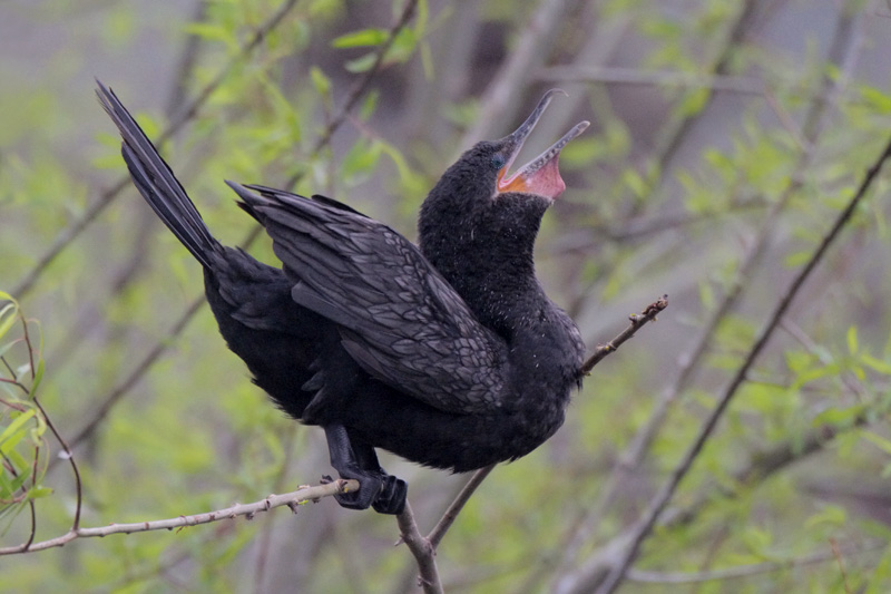 Displaying Cormorant