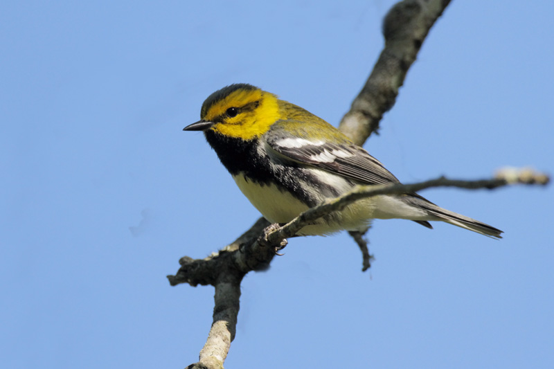 Black-throated Green Warbler