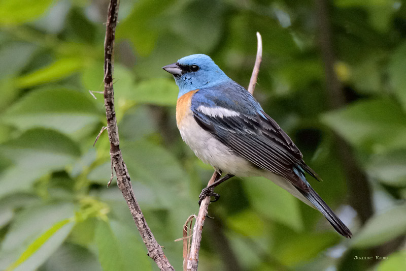 Lazuli Bunting