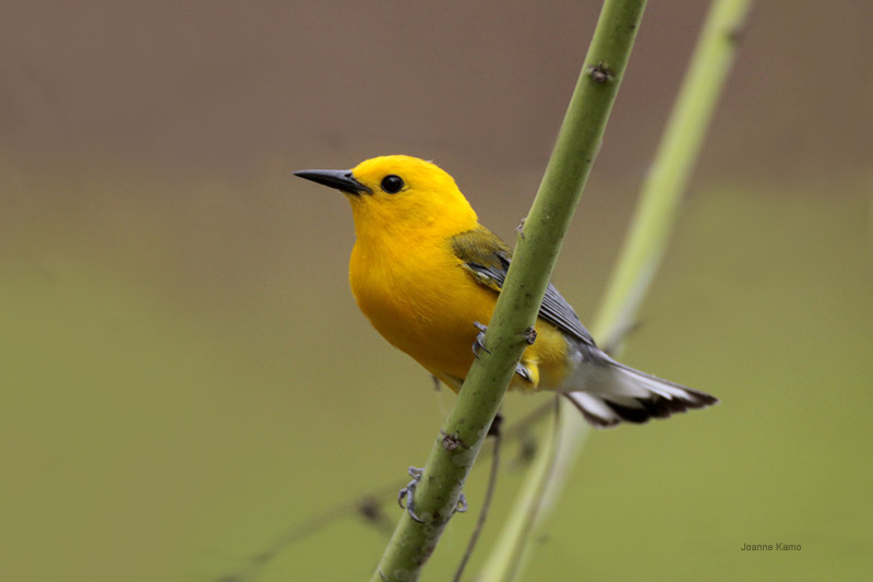 Prothonotary Warbler