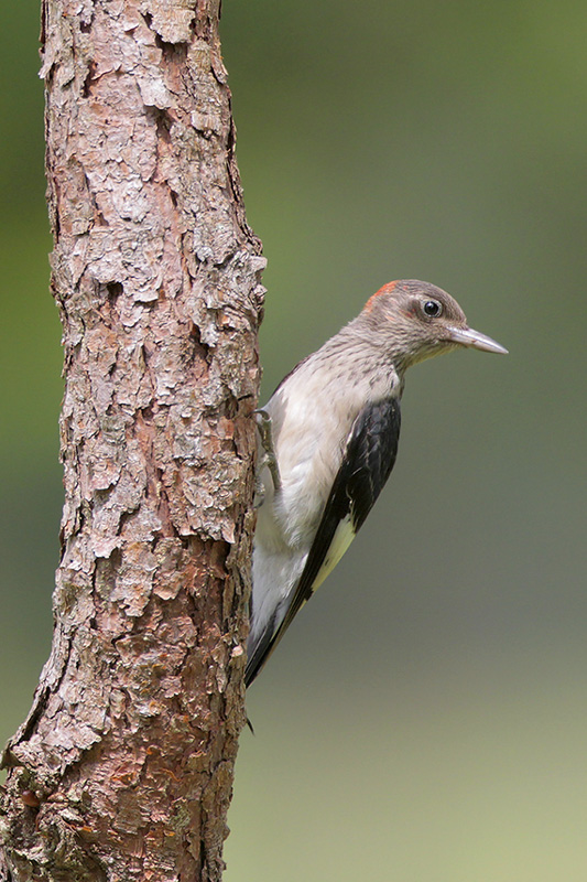 Red-headed Woodpecker juve