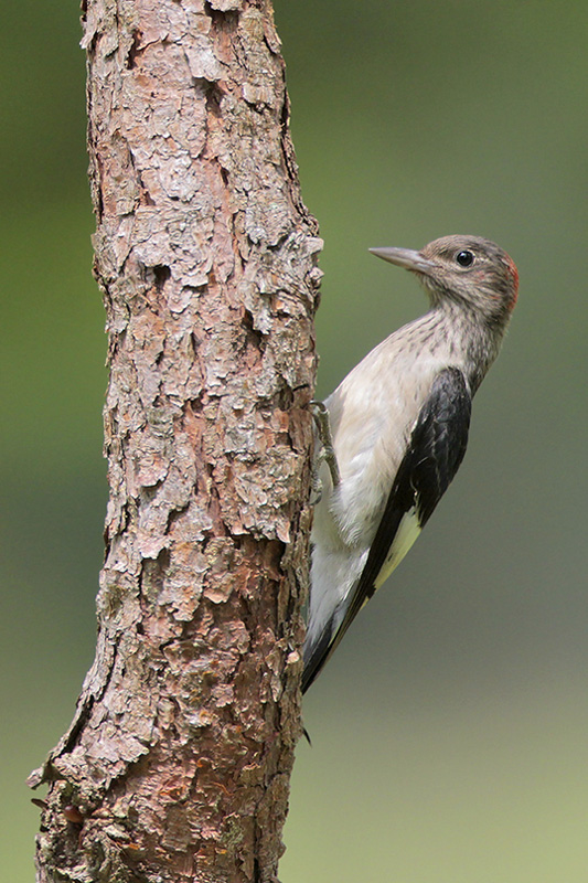 Red-headed Woodpecker juve