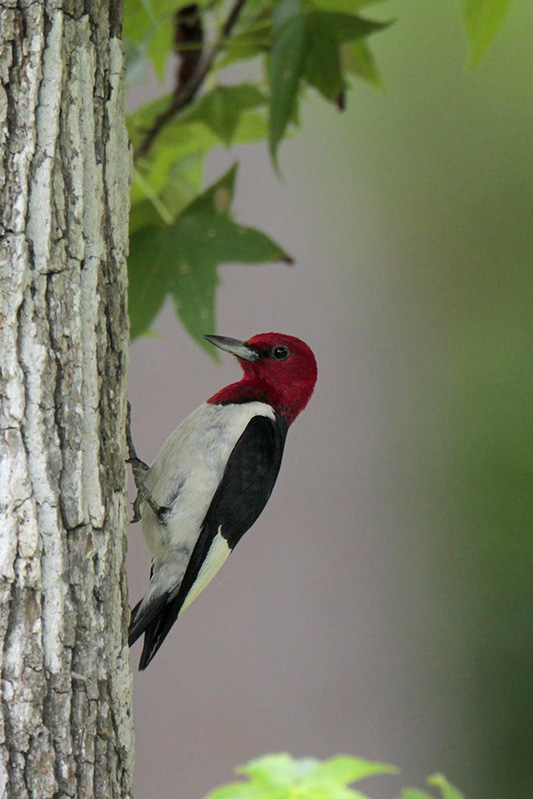 Red-headed Woodpecker