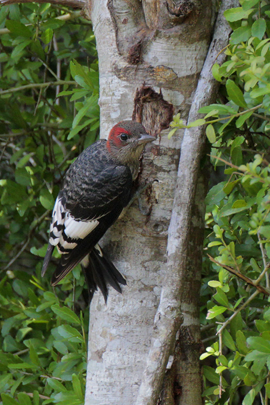 Red-headed Woodpecker juve