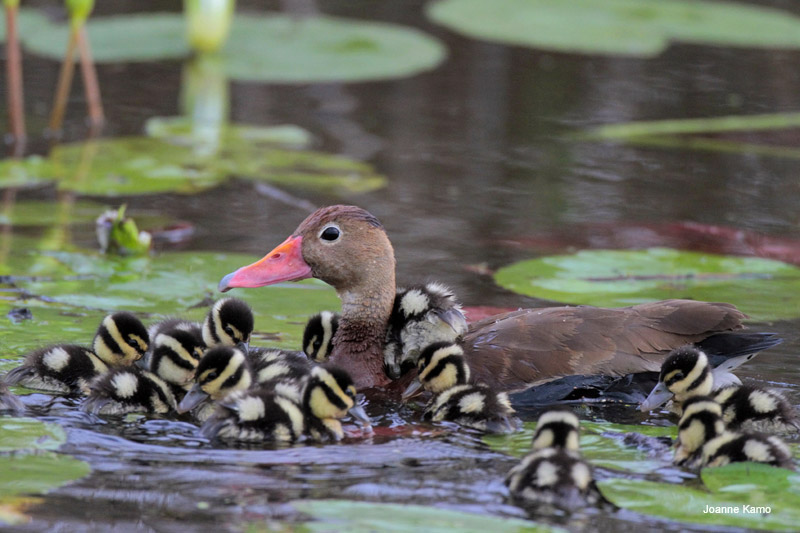 Black-bellied Whistling Duck and 10 ducklings
