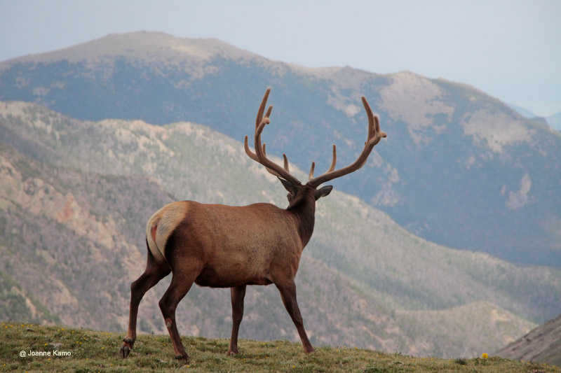 Elk