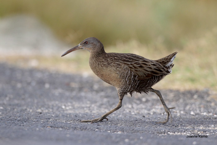 Clapper Rail