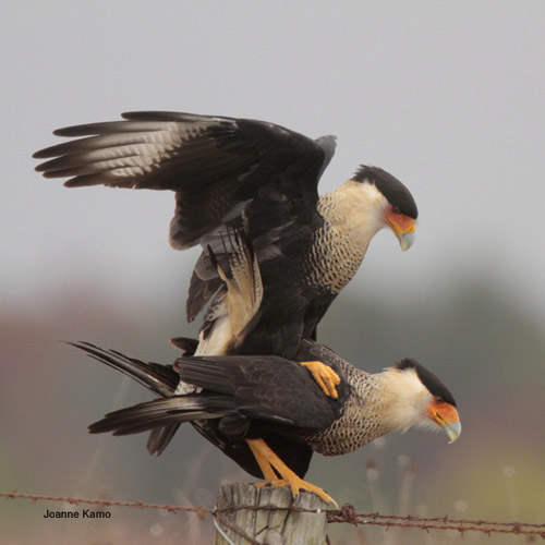 Crested Caracara