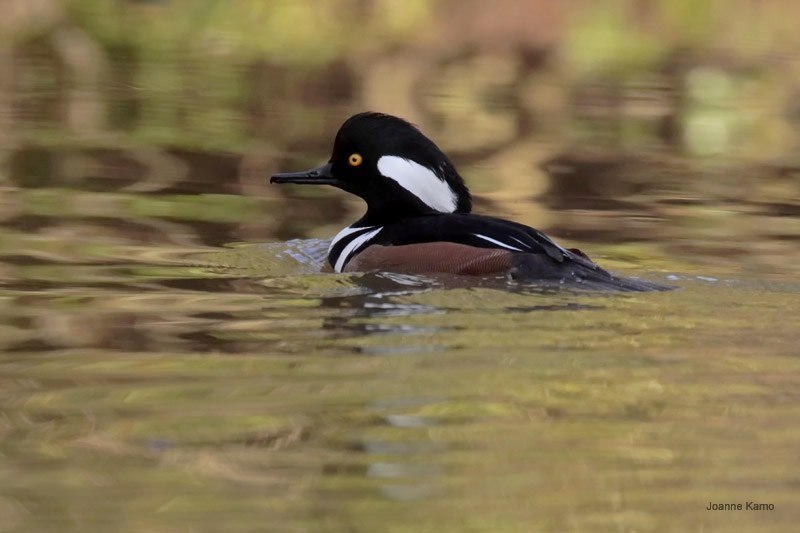 Hooded Merganser