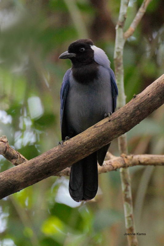 Violaceous Jay