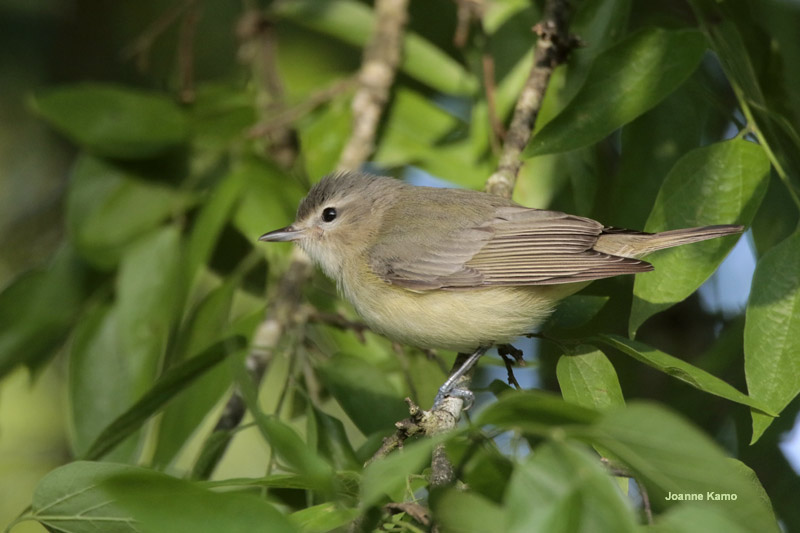 Warbling Vireo