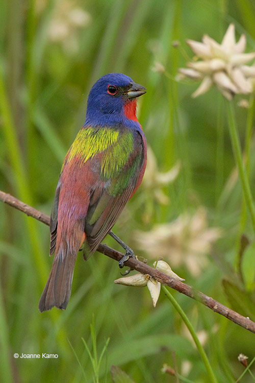 Painted Bunting