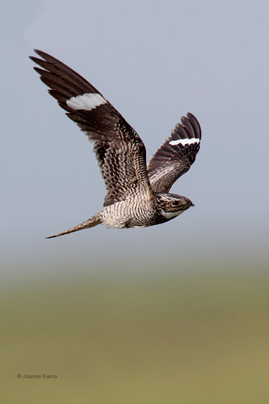 Common Nighthawk