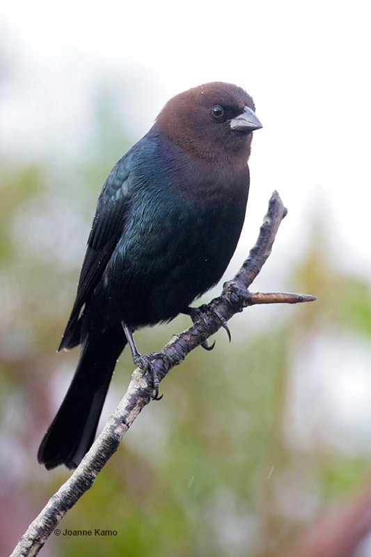 Brown-headed Cowbird