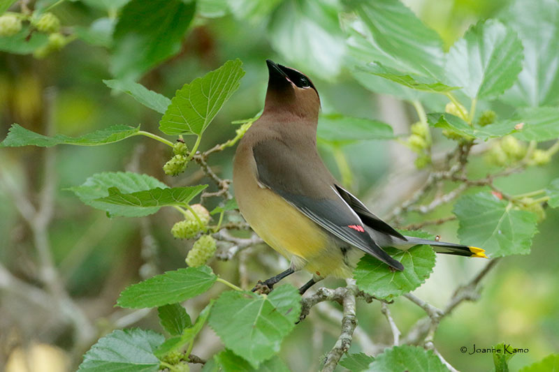 Cedar Waxwing