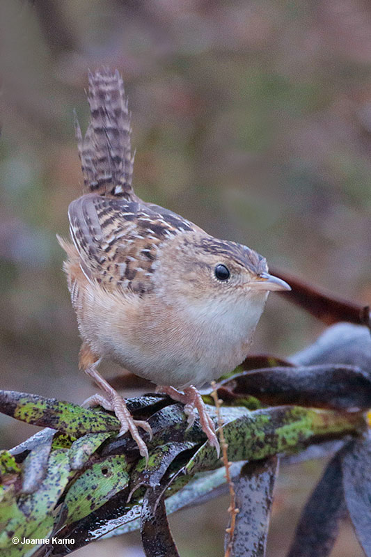 Sedge Wren