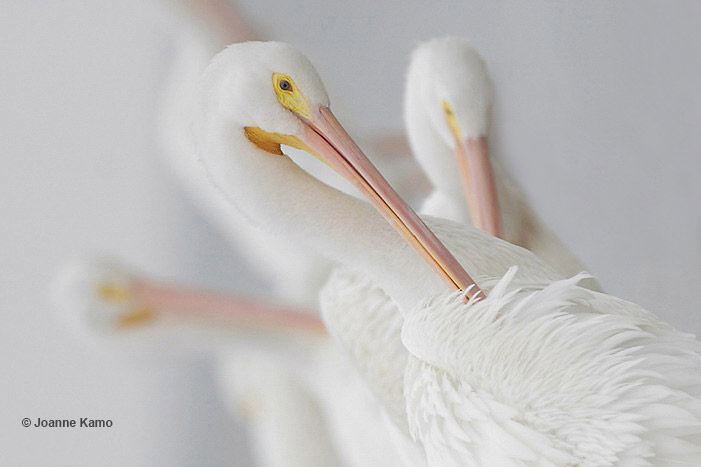 American White Pelican