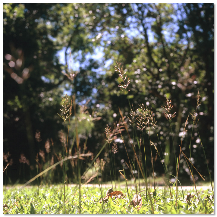 Grass Island - 塔門