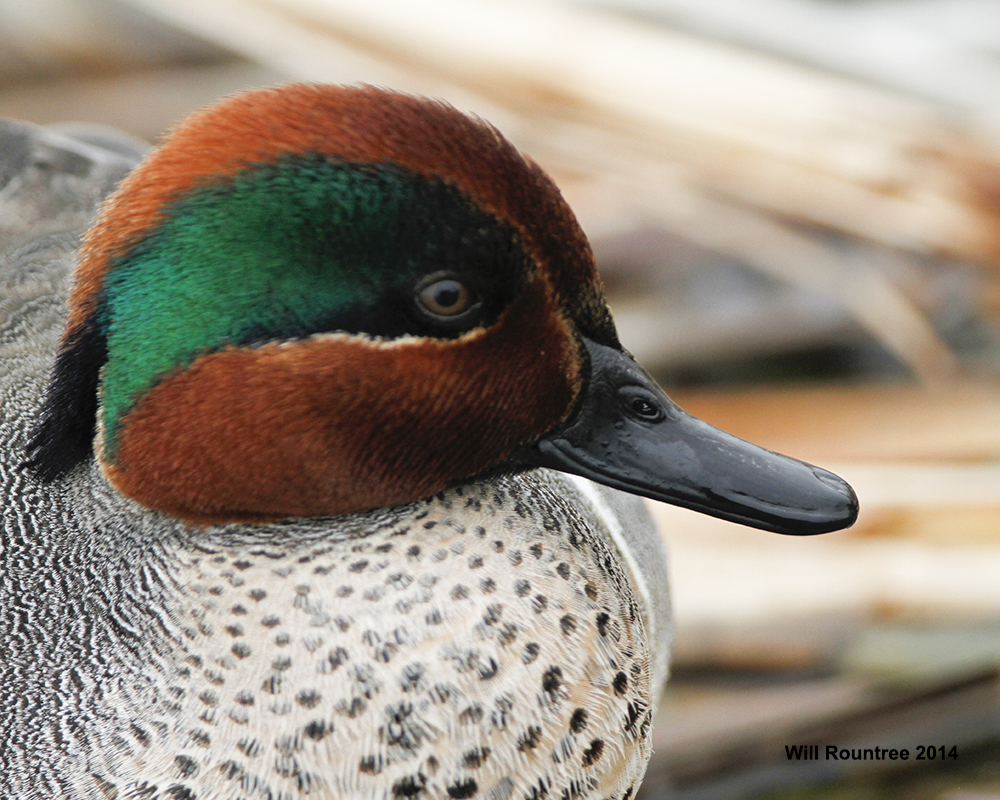 _MG_5256_GreenwingTeal.jpg