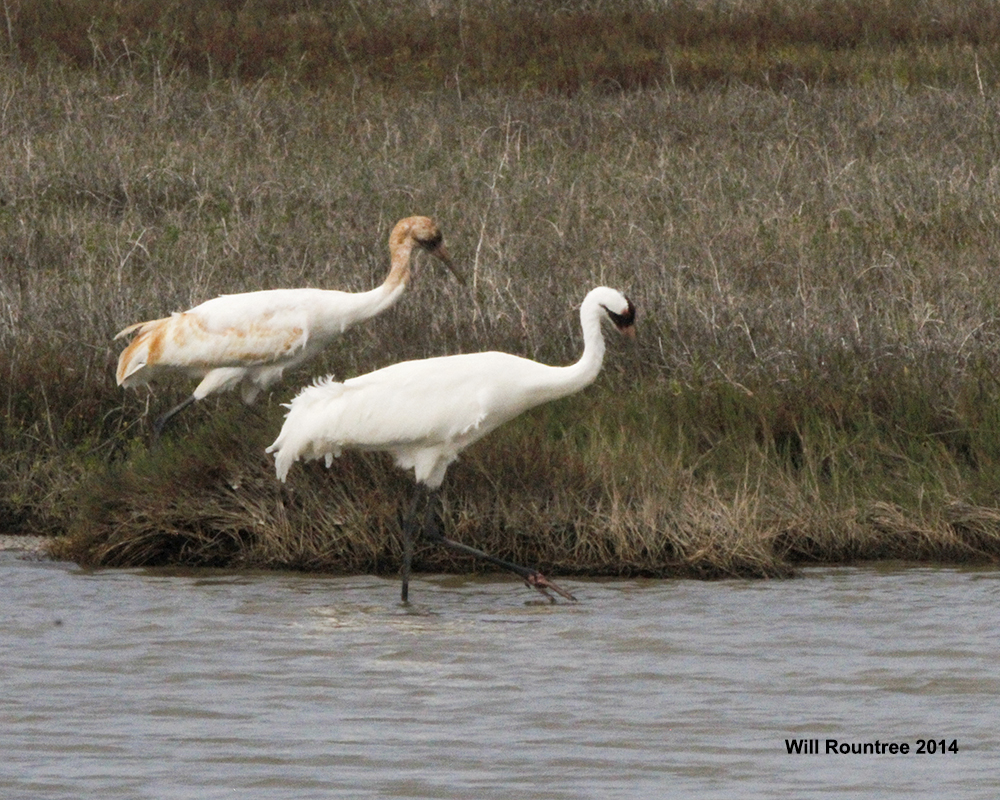 _MG_5852_WhoopingCranes.jpg