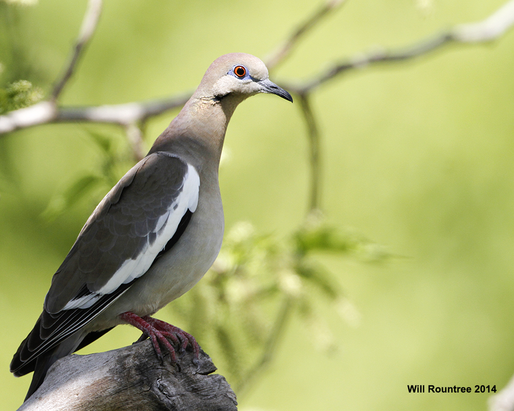 _MG_6917_WhtWingDove.jpg