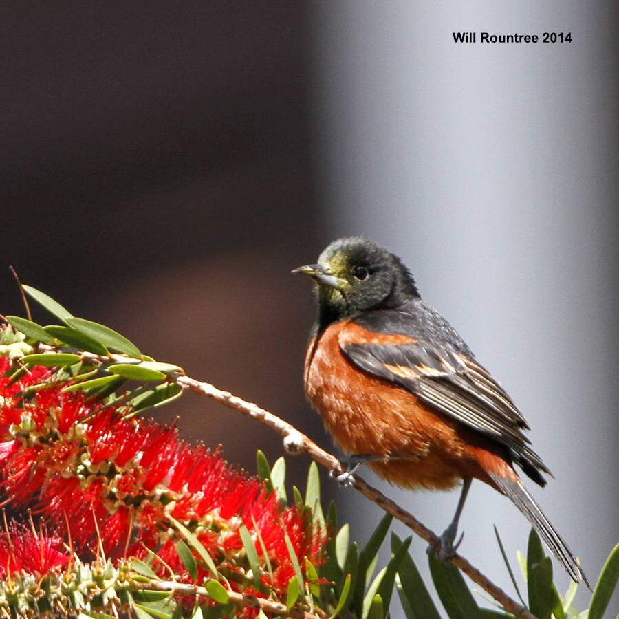 _MG_8284_OrchardOriole.jpg