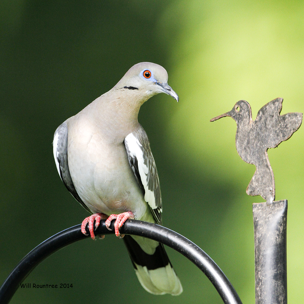 _MG_8531_WhtwingDove.jpg