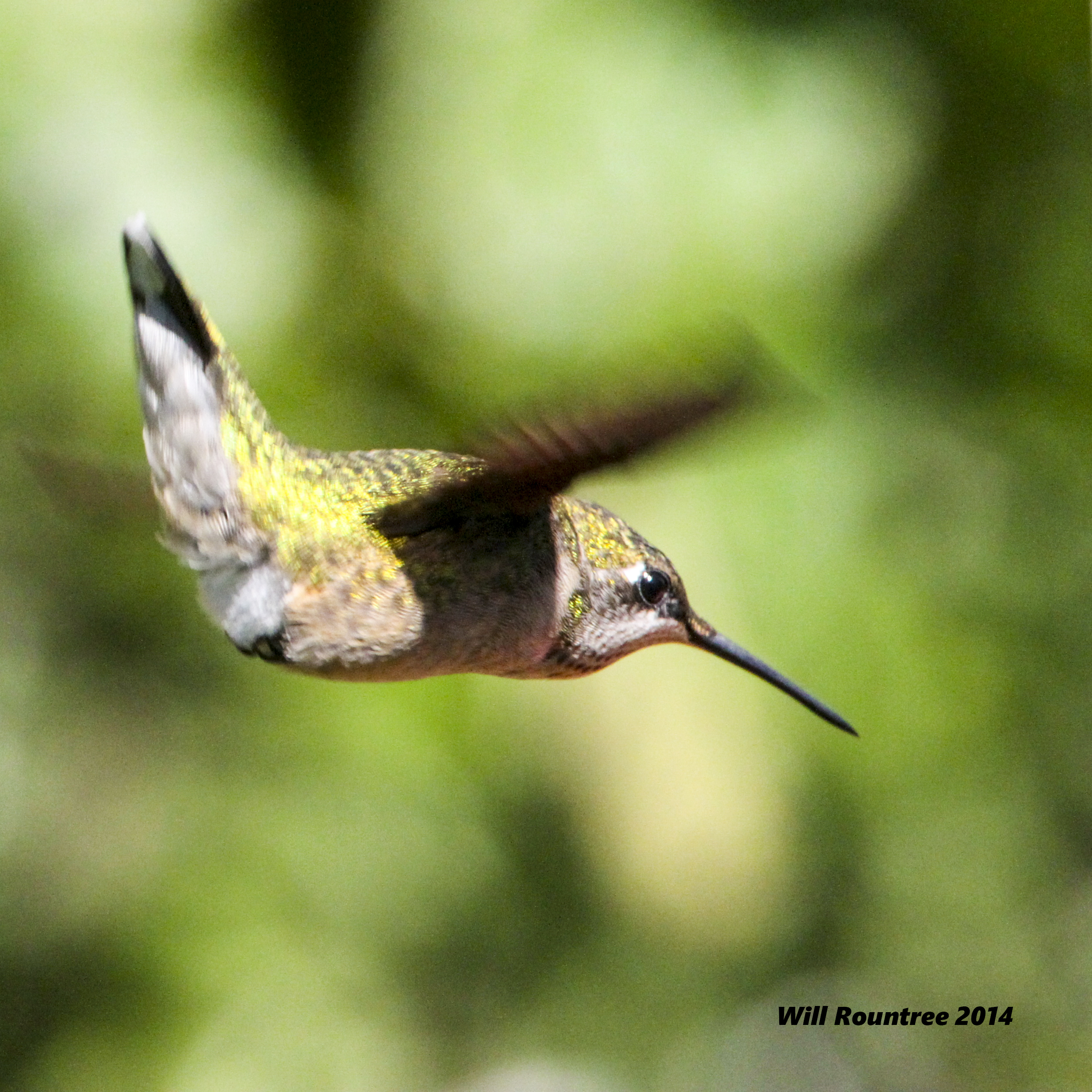 IMG_2376_Hummer.jpg
