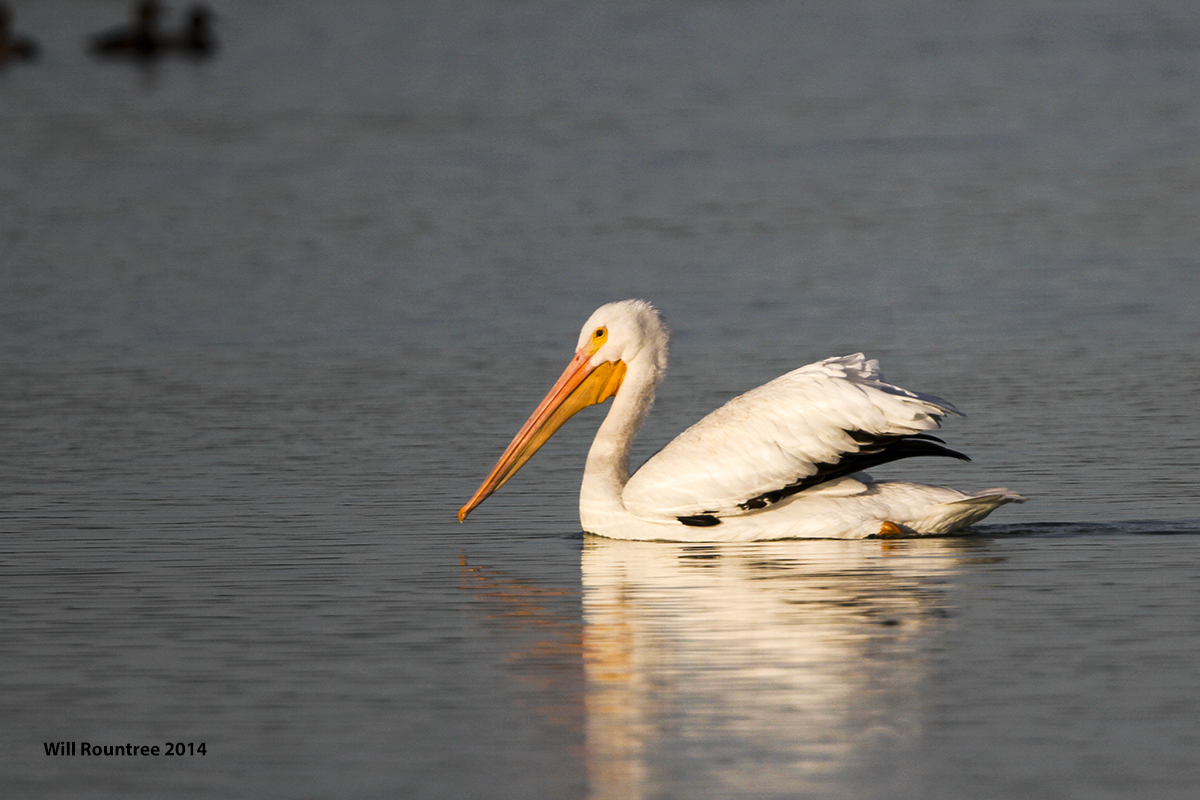 IMG_3008_AmWhtPelican.jpg