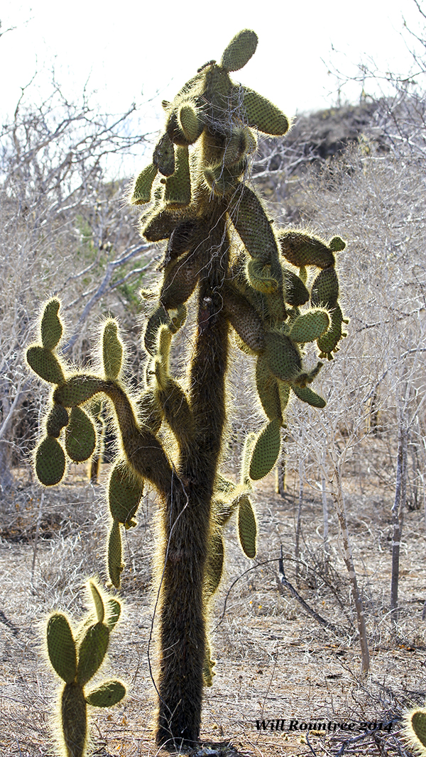 IMG_6536_Cactus.jpg