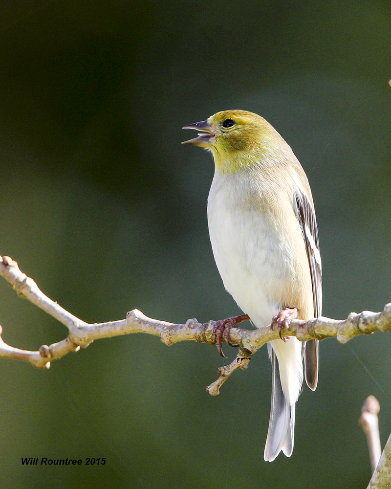 IMG_3528_AmGoldfinch.jpg