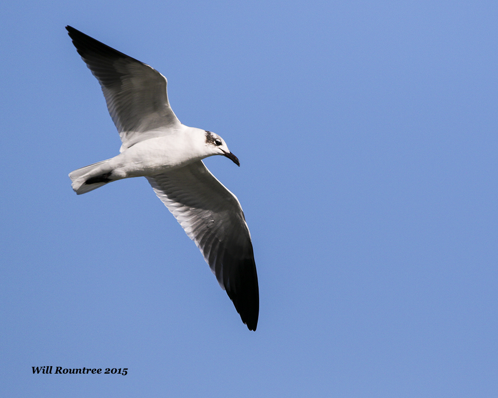 5F1A0352_LaughingGull.jpg