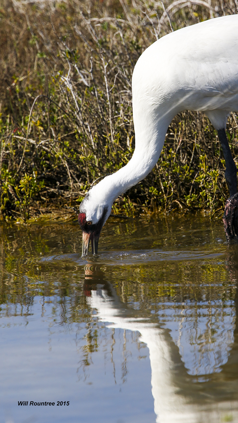 5F1A1385_WhoopingCrane.jpg