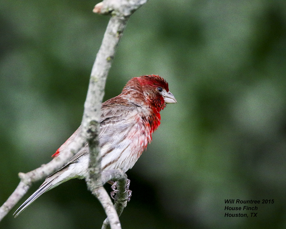 5F1A0341_HouseFinch.jpg