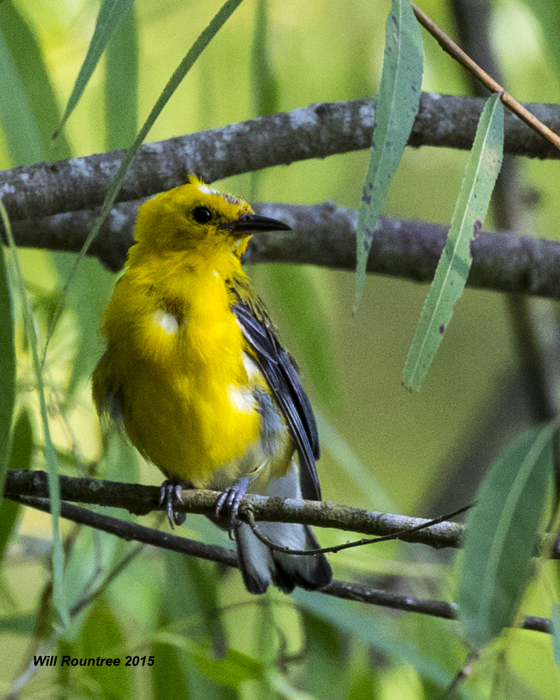 5F1A6481_ProthonotaryWarbler.jpg