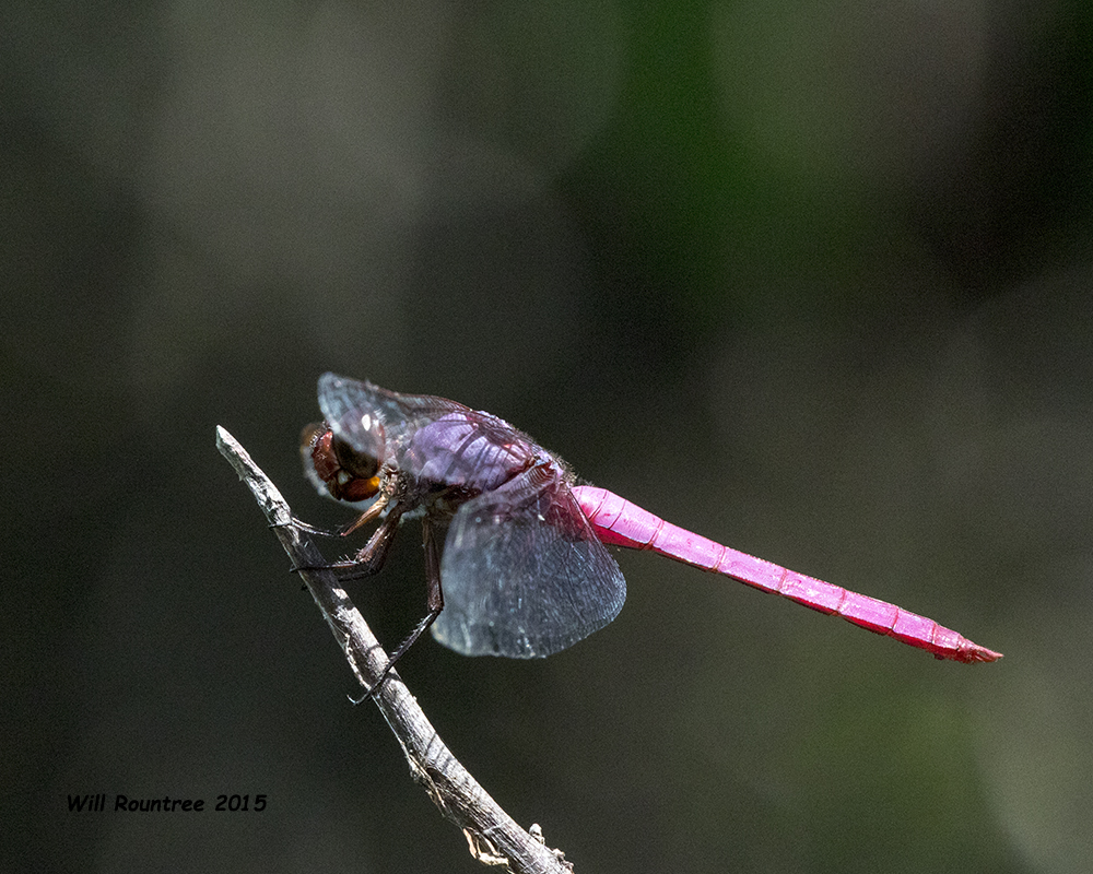 5F1A2254_RoseateSkimmer.jpg