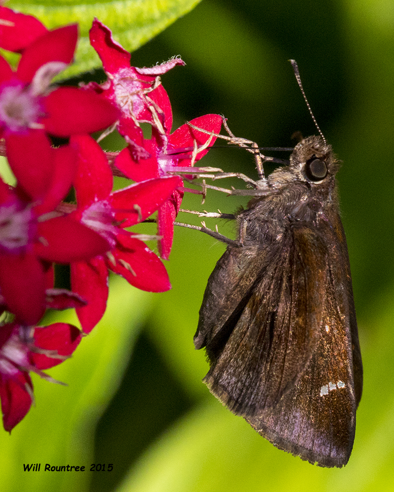 5F1A5776_CloudedSkipper.jpg