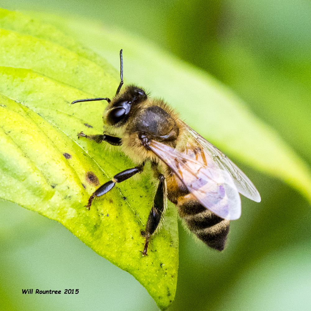 5F1A6484_Honey Bee.jpg