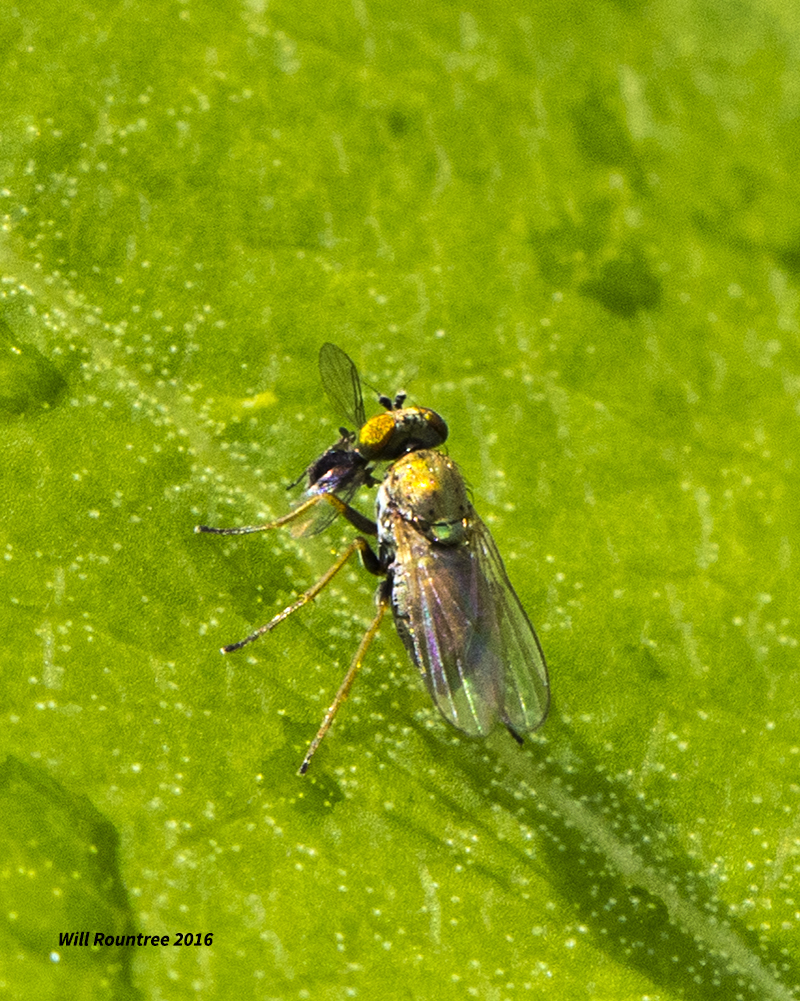 5F1A3088 tiny fly.jpg