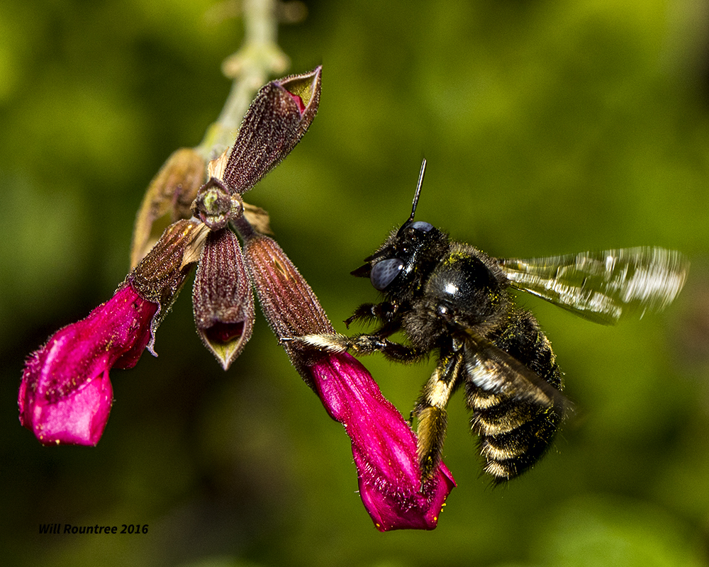 5F1A4259 Xylocopa tabaniformis parkinsoniae.jpg