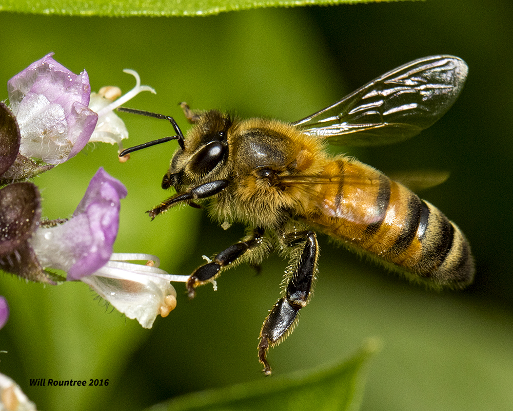 5F1A5769 Honeybee on Basil.jpg
