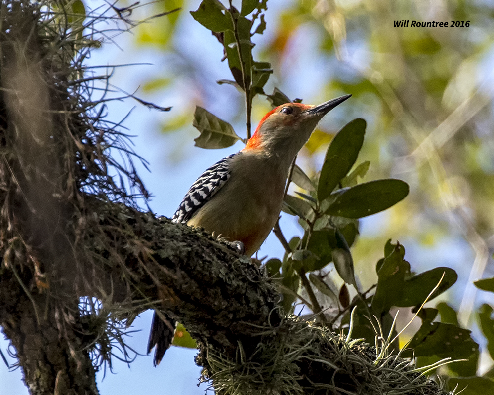 5F1A1324 Red-bellied Woodpecker.jpg